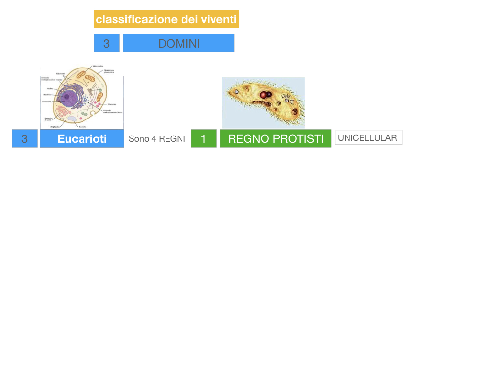domini_regni_biodiversità_SIMULAZIONE.023