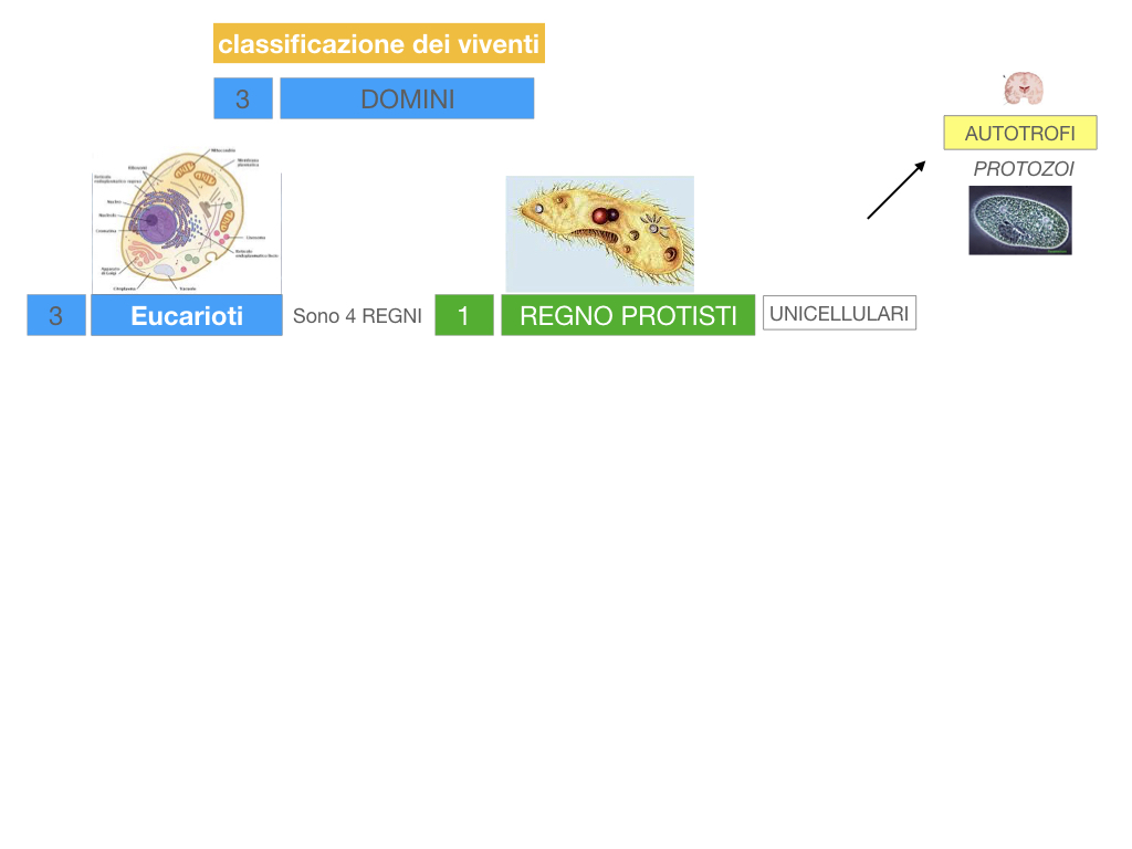 domini_regni_biodiversità_SIMULAZIONE.025