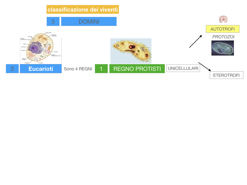 domini_regni_biodiversità_SIMULAZIONE.026