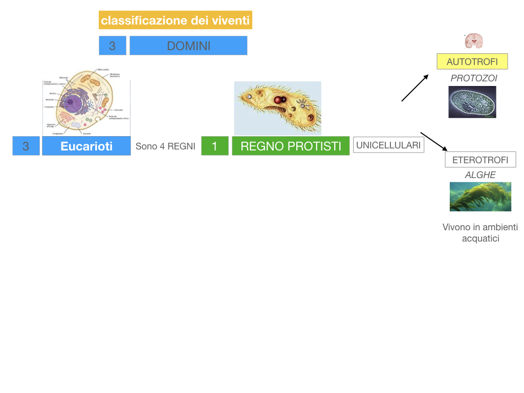 domini_regni_biodiversità_SIMULAZIONE.028
