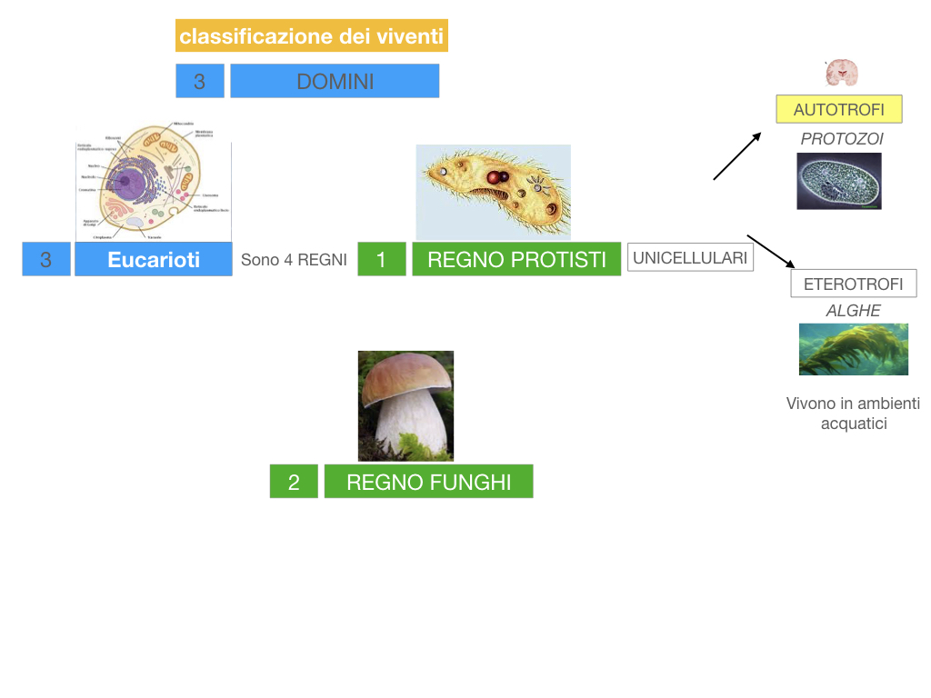 domini_regni_biodiversità_SIMULAZIONE.029