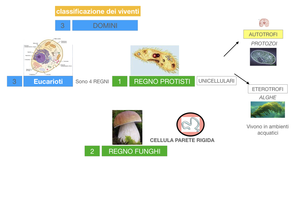 domini_regni_biodiversità_SIMULAZIONE.030