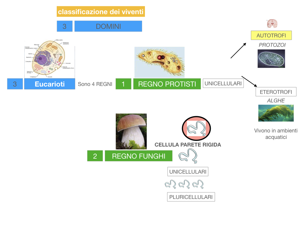 domini_regni_biodiversità_SIMULAZIONE.032