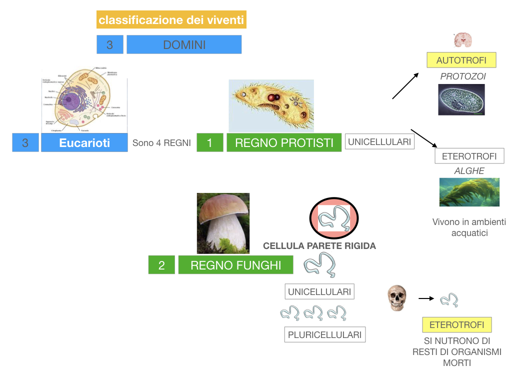 domini_regni_biodiversità_SIMULAZIONE.034