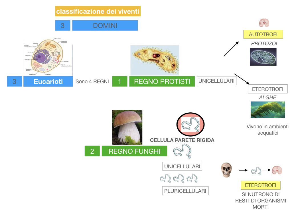 domini_regni_biodiversità_SIMULAZIONE.035