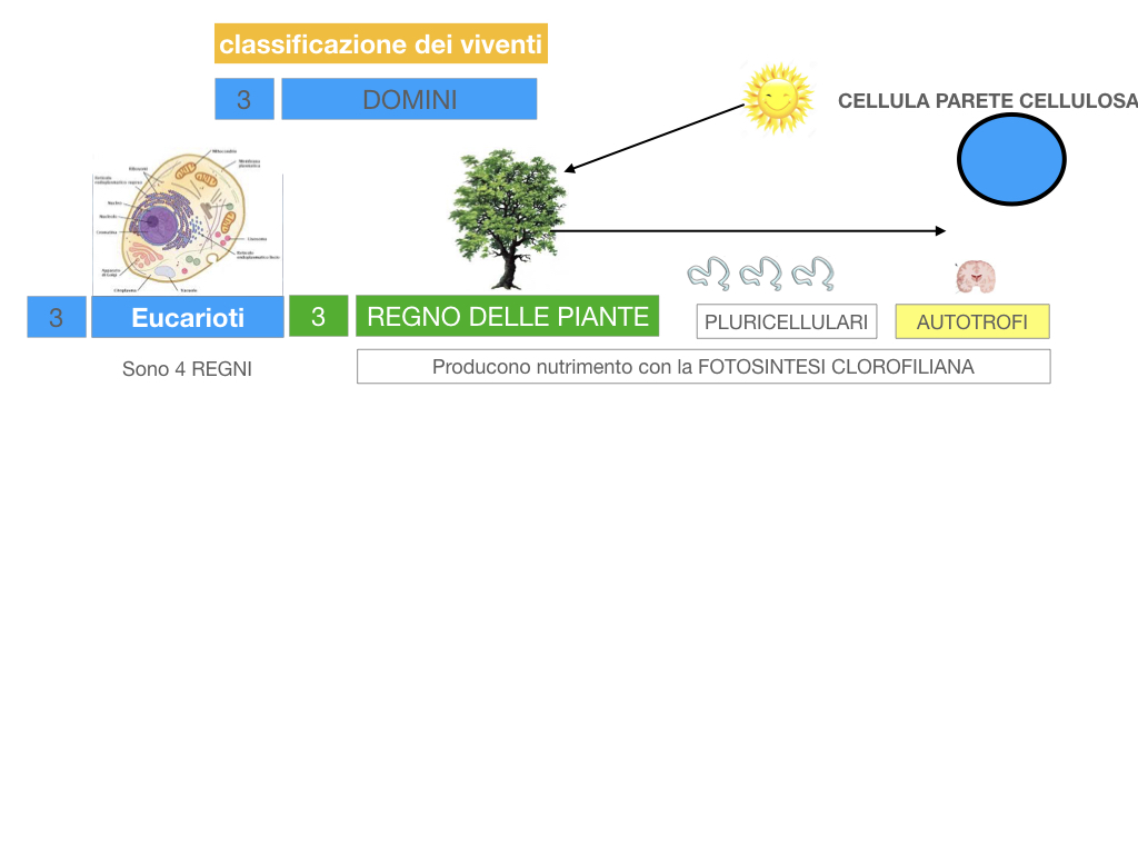 domini_regni_biodiversità_SIMULAZIONE.041