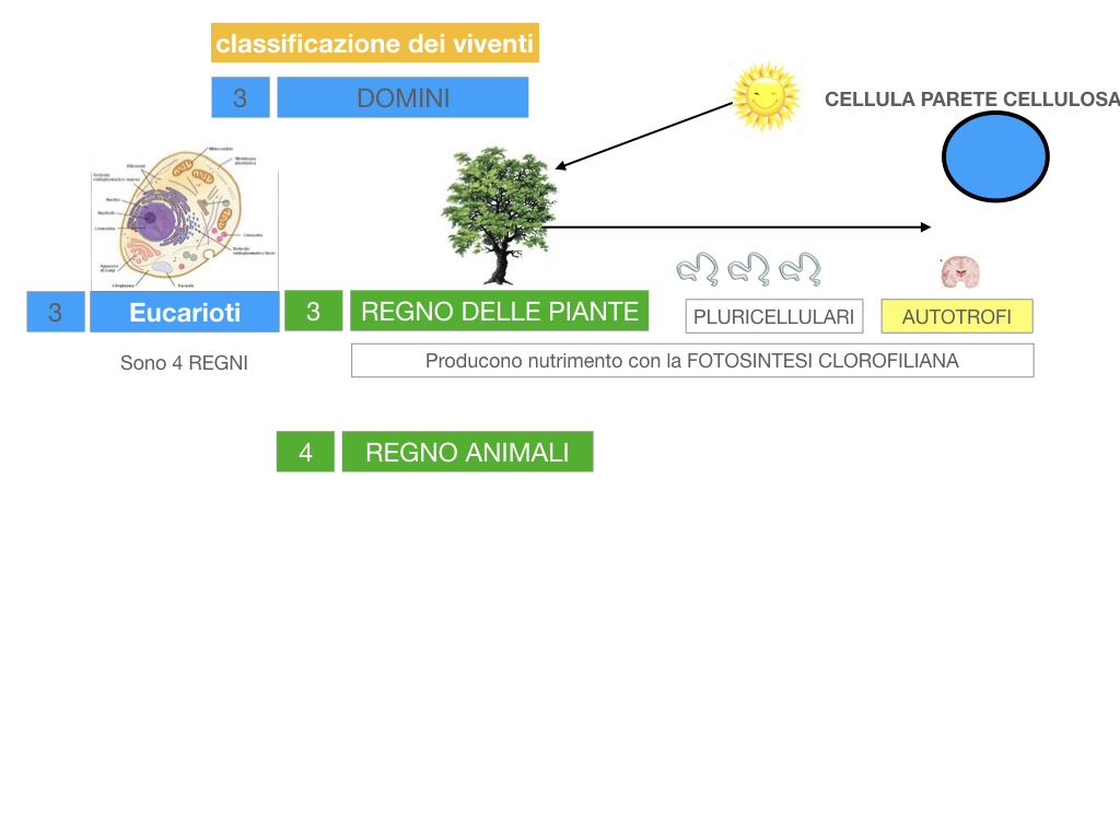 domini_regni_biodiversità_SIMULAZIONE.042