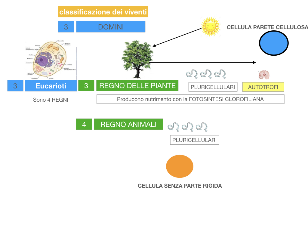 domini_regni_biodiversità_SIMULAZIONE.044