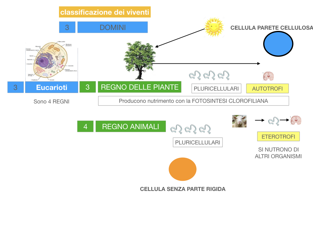 domini_regni_biodiversità_SIMULAZIONE.047