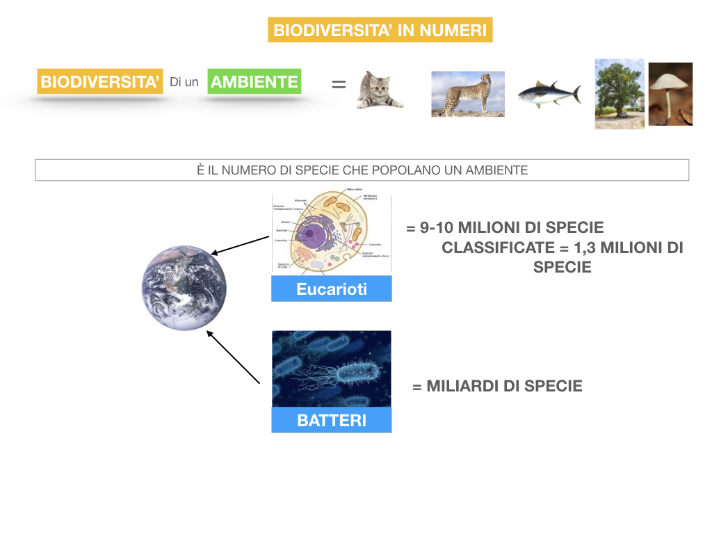 domini_regni_biodiversità_SIMULAZIONE.060