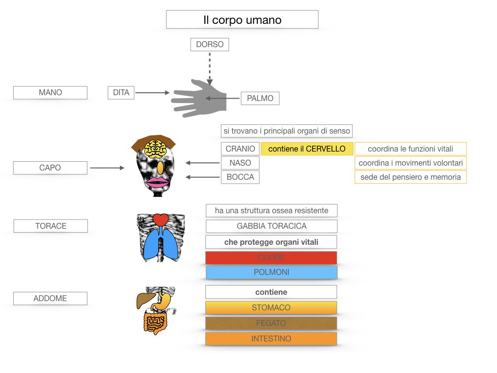 1.SCIENZE_IL CORPO UMANO_SIMULAZIONE.042