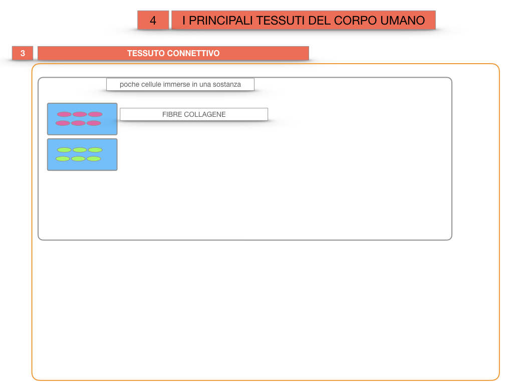 3. SCIENZE_I PRINCIPALI TESSUTI_SIMULAZIONE.020