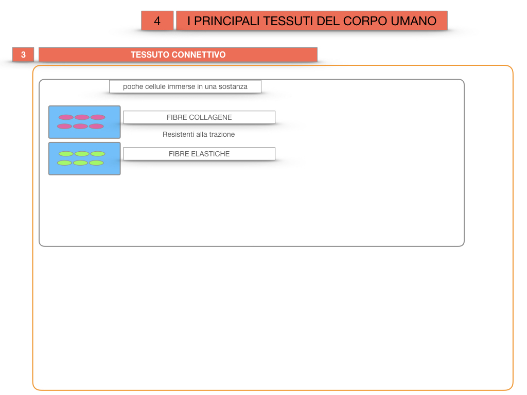 3. SCIENZE_I PRINCIPALI TESSUTI_SIMULAZIONE.022