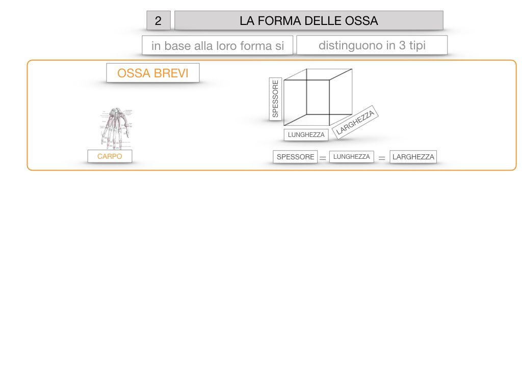 5. SCIENZE_COMPOSIZIONE E FORMA DELLE OSSA_SIMULAZIONE.059